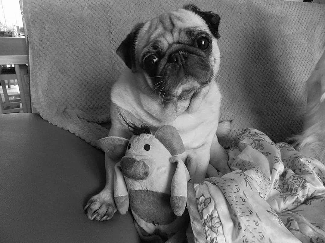 Cajoline a rejoint le concours — aidez-le/la à gagner de superbes lots ! ancient_dog_breeds, black_and_white, canidae, carnivore, companion_dog, dog, dog_breed, fawn, mammal, non_sporting_group, pug, puppy, puppy_love, skin, snout, style, toy_bulldog, toy_dog, vertebrate, wrinkle