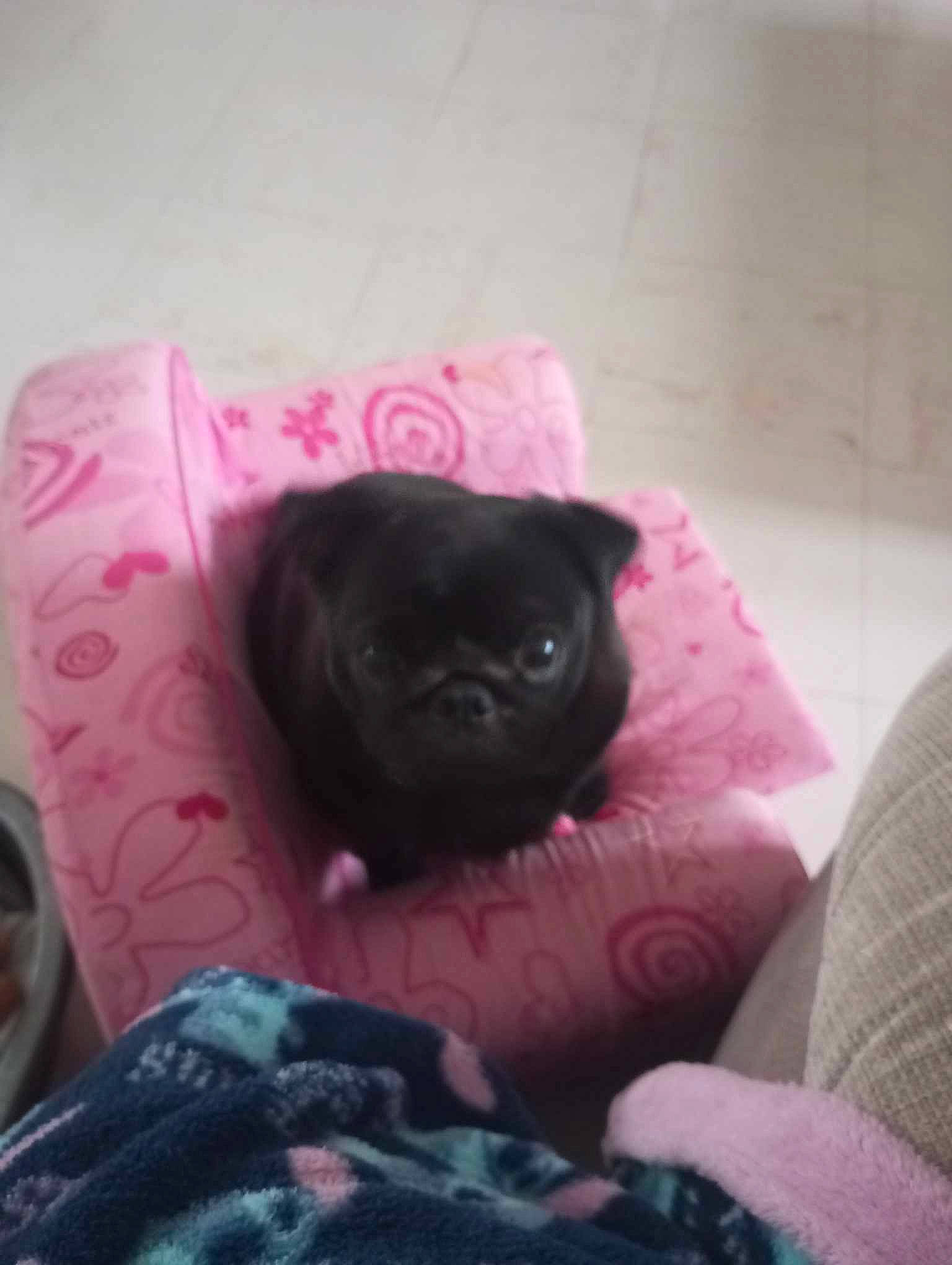 Caline participe au concours pour gagner de l'argent avec cette photo : black_cat, canidae, carnivore, comfort, companion_dog, couch, dog, dog_breed, fawn, fur, linens, liver, magenta, pink, purple, snout, sporting_group, toy_dog, whiskers, working_animal