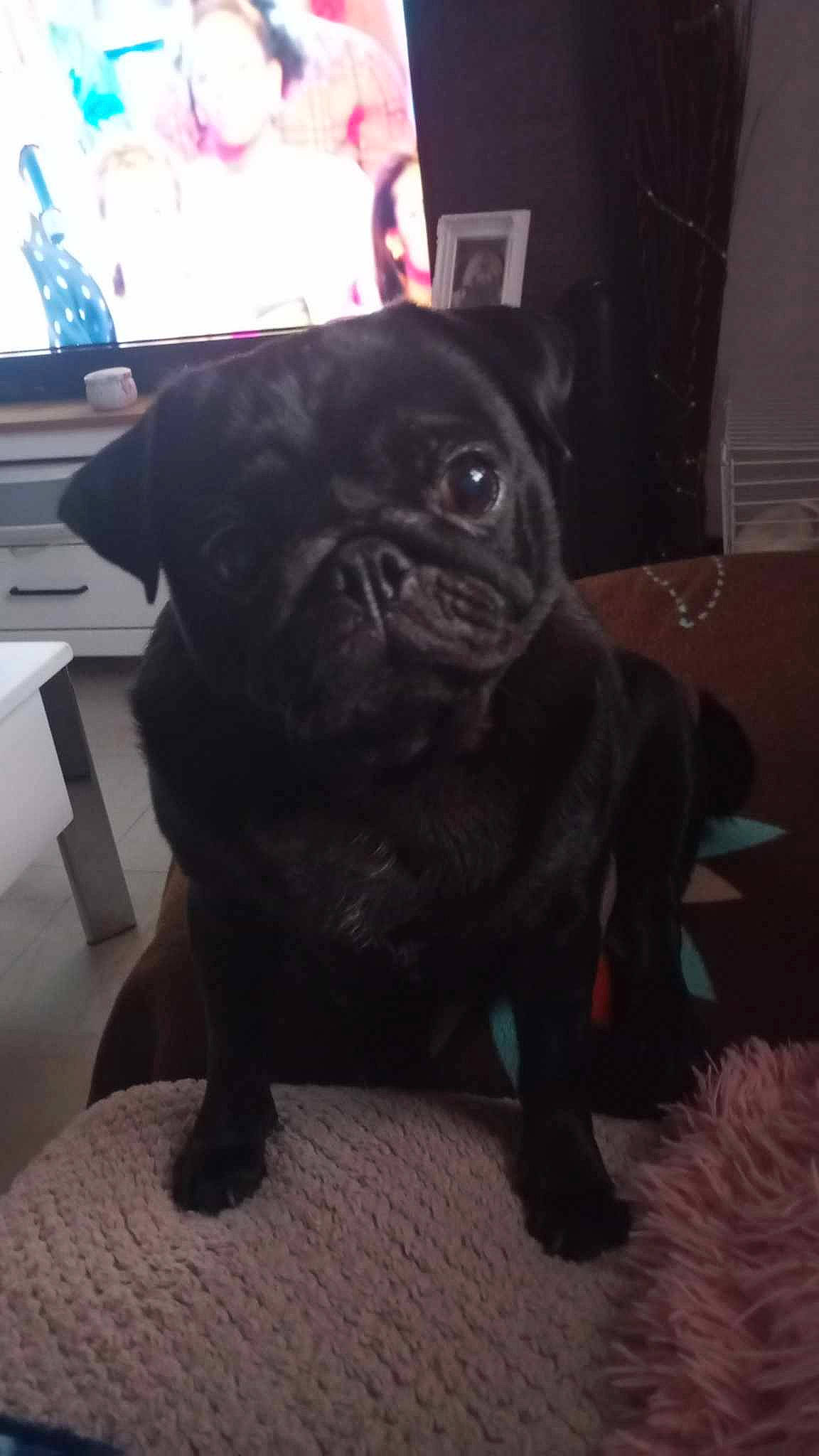 Caline participe au concours pour gagner de l'argent avec cette photo : canidae, carnivore, companion_dog, display_device, dog, dog_breed, fawn, flooring, mammal, non_sporting_group, pug, snout, sporting_group, television, terrestrial_animal, toy_dog, working_animal, wrinkle