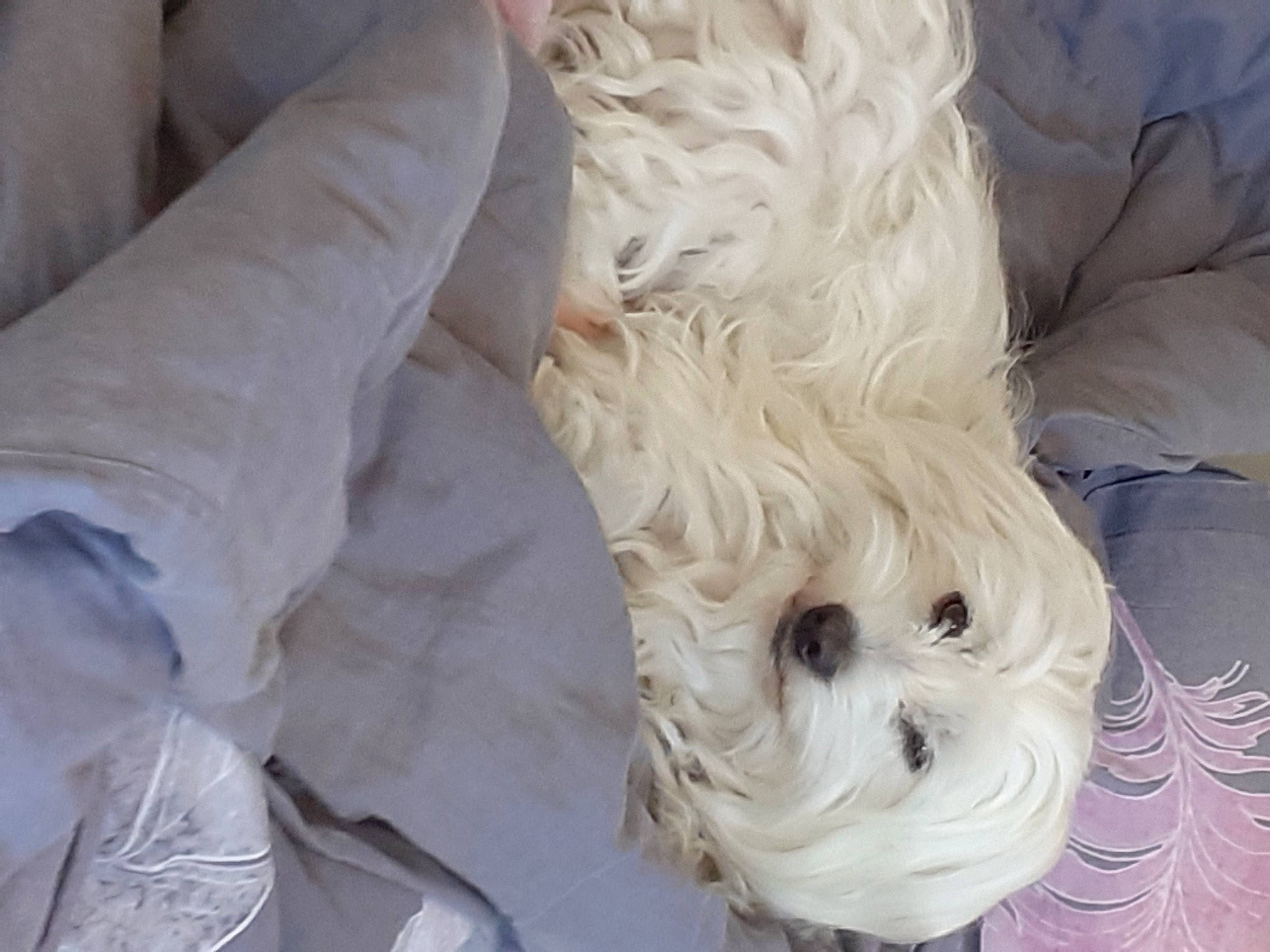 Jok participe au concours pour gagner de l'argent avec cette photo : canidae, carnivore, companion_dog, dog, dog_breed, firefighter, fur, maltepoo, non_sporting_group, puppy, small_terrier, snout, sporting_group, toy, toy_dog