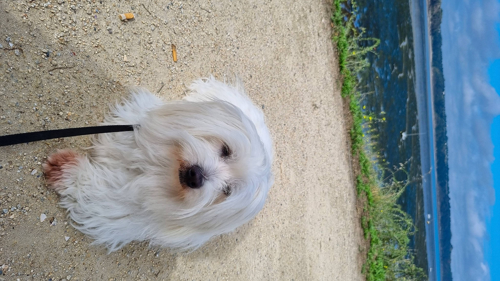 Jok a rejoint le concours — aidez-le/la à gagner de superbes lots ! asphalt, canidae, carnivore, companion_dog, dog, dog_breed, fawn, fur, grass, plant, road_surface, sidewalk, small_terrier, snout, sporting_group, terrier, toy_dog, water, wood, working_animal