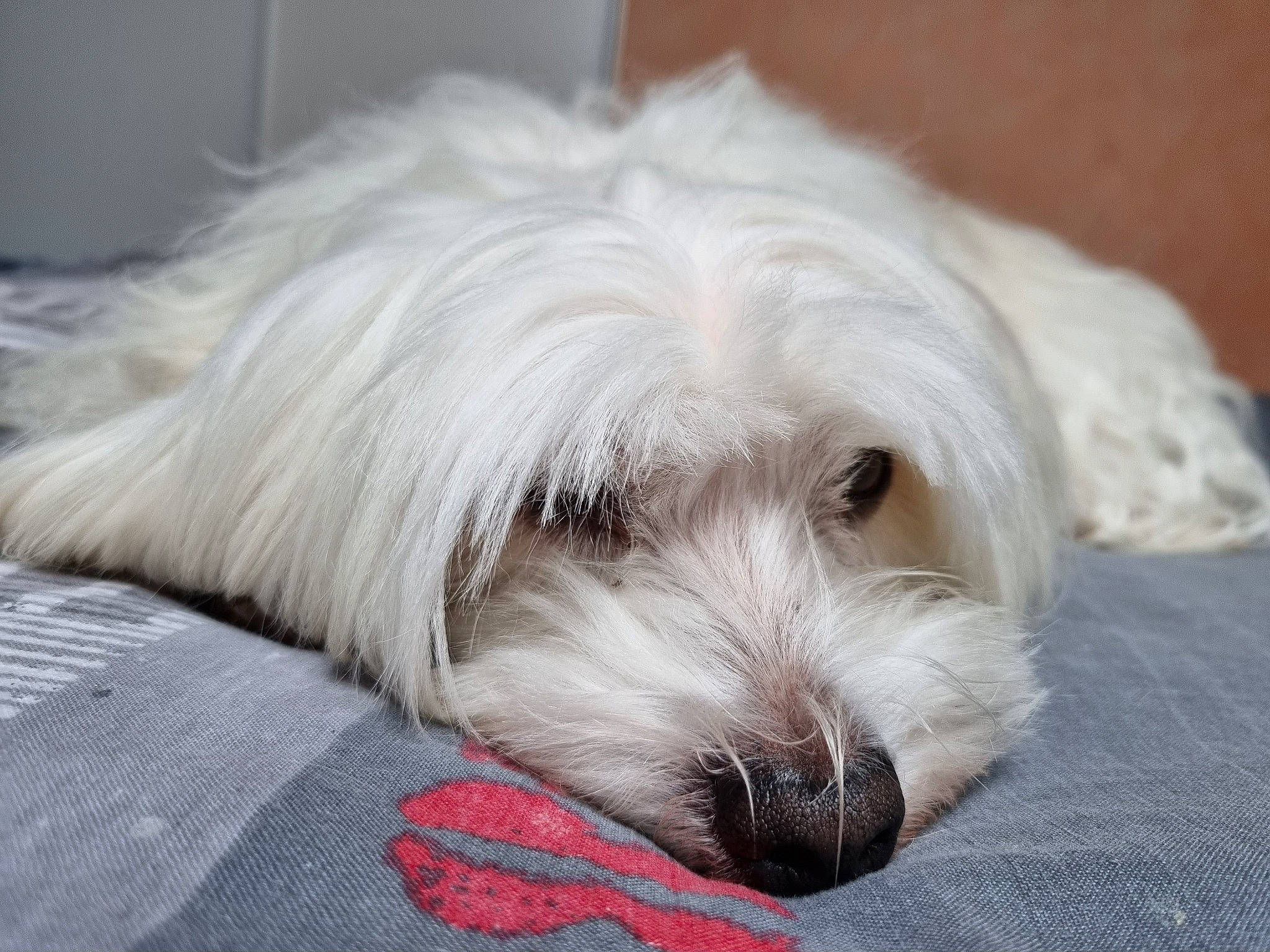 Jok participe au concours pour gagner de l'argent avec cette photo : canidae, carnivore, companion_dog, dog, dog_breed, fur, mal_shi, maltepoo, non_sporting_group, shih_poo, small_terrier, snout, sporting_group, terrestrial_animal, terrier, toy_dog, working_animal