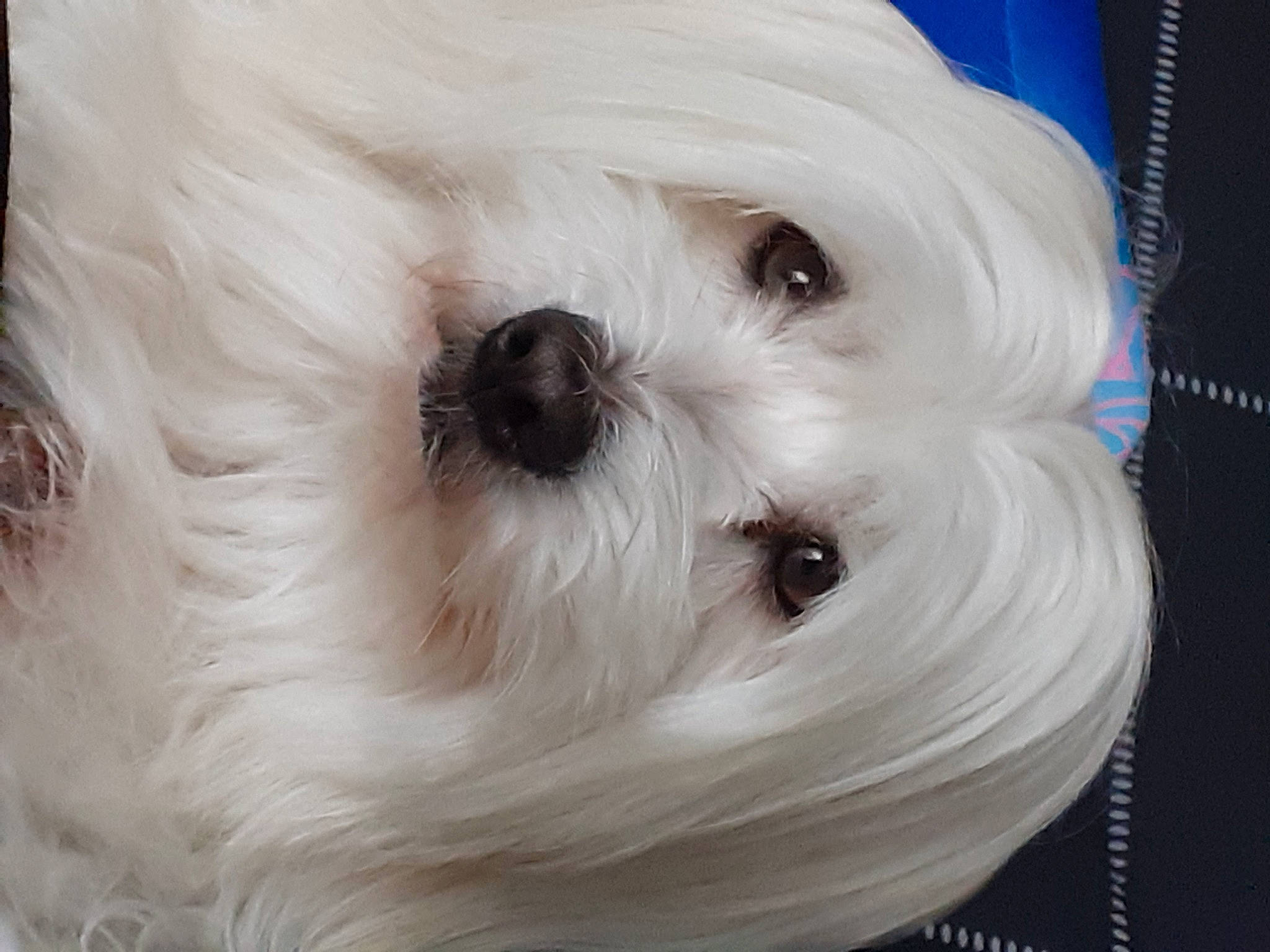 Jok participe au concours pour gagner de l'argent avec cette photo : canidae, carnivore, companion_dog, dog, dog_breed, dog_supply, eye, eyelash, fur, maltepoo, non_sporting_group, pet_supply, puppy, small_terrier, snout, sporting_group, terrier, toy, toy_dog, working_animal