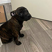 Arès participe au concours pour gagner de l'argent avec cette photo : puppy, dog, brindle, floor, wood_flooring, indoor, pet, animal, cute, young, sitting, looking_back, ears, eyes, canine, companion, domestic_animal, fur, adorable, home