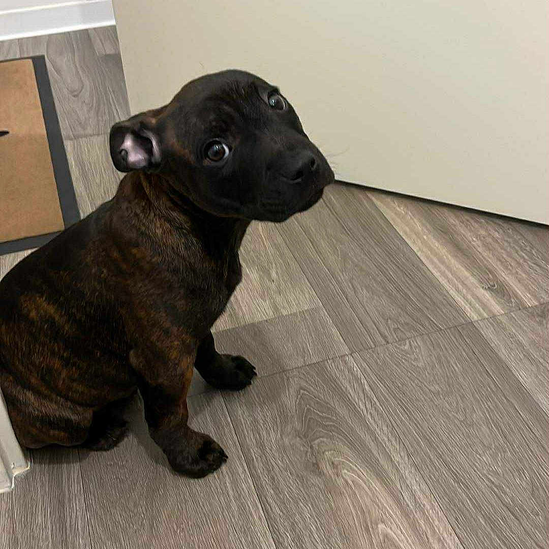 Arès participe au concours pour gagner de l'argent avec cette photo : adorable, animal, brindle, canine, companion, cute, dog, domestic_animal, ears, eyes, floor, fur, home, indoor, looking_back, pet, puppy, sitting, wood_flooring, young