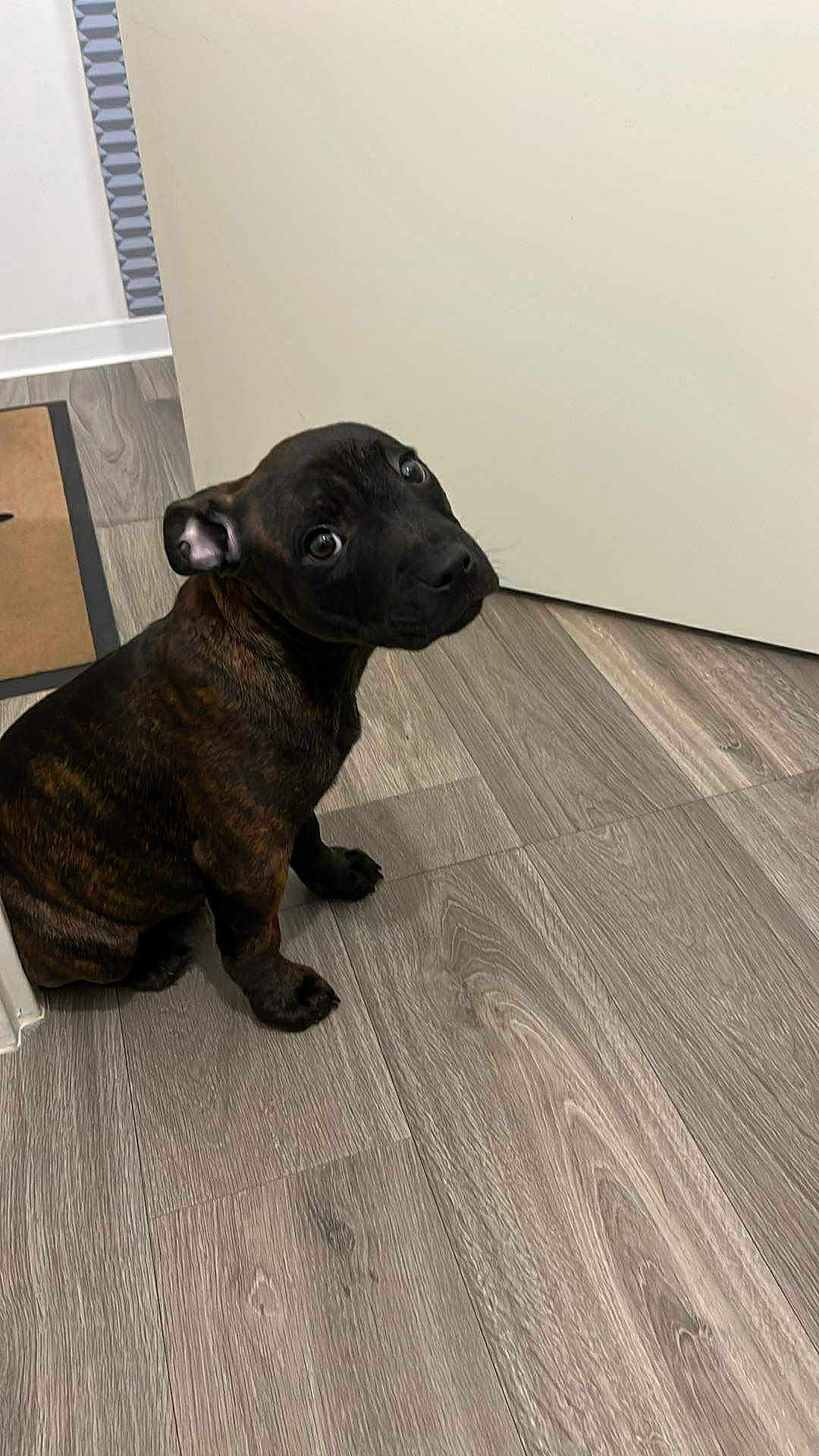 Arès participe au concours pour gagner de l'argent avec cette photo : puppy, dog, brindle, floor, wood_flooring, indoor, pet, animal, cute, young, sitting, looking_back, ears, eyes, canine, companion, domestic_animal, fur, adorable, home