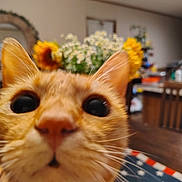 Tigger is registered to the contest to win money with this photo: animal, blurred_background, cat, chair, close_up, closeup, cozy, curious, daisy, domestic_cat, flower, fur, ginger_cat, home, indoor, nose, pet, sunflower, table, whiskers