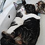 Akemi Et Akito a rejoint le concours — aidez-le/la à gagner de superbes lots ! cat, cats, sink, snuggling, sleeping, tabby, white, gray, cute, pets, fur, cozy, animal, domestic, resting, indoor, closeup, adorable, friendship, relaxation
