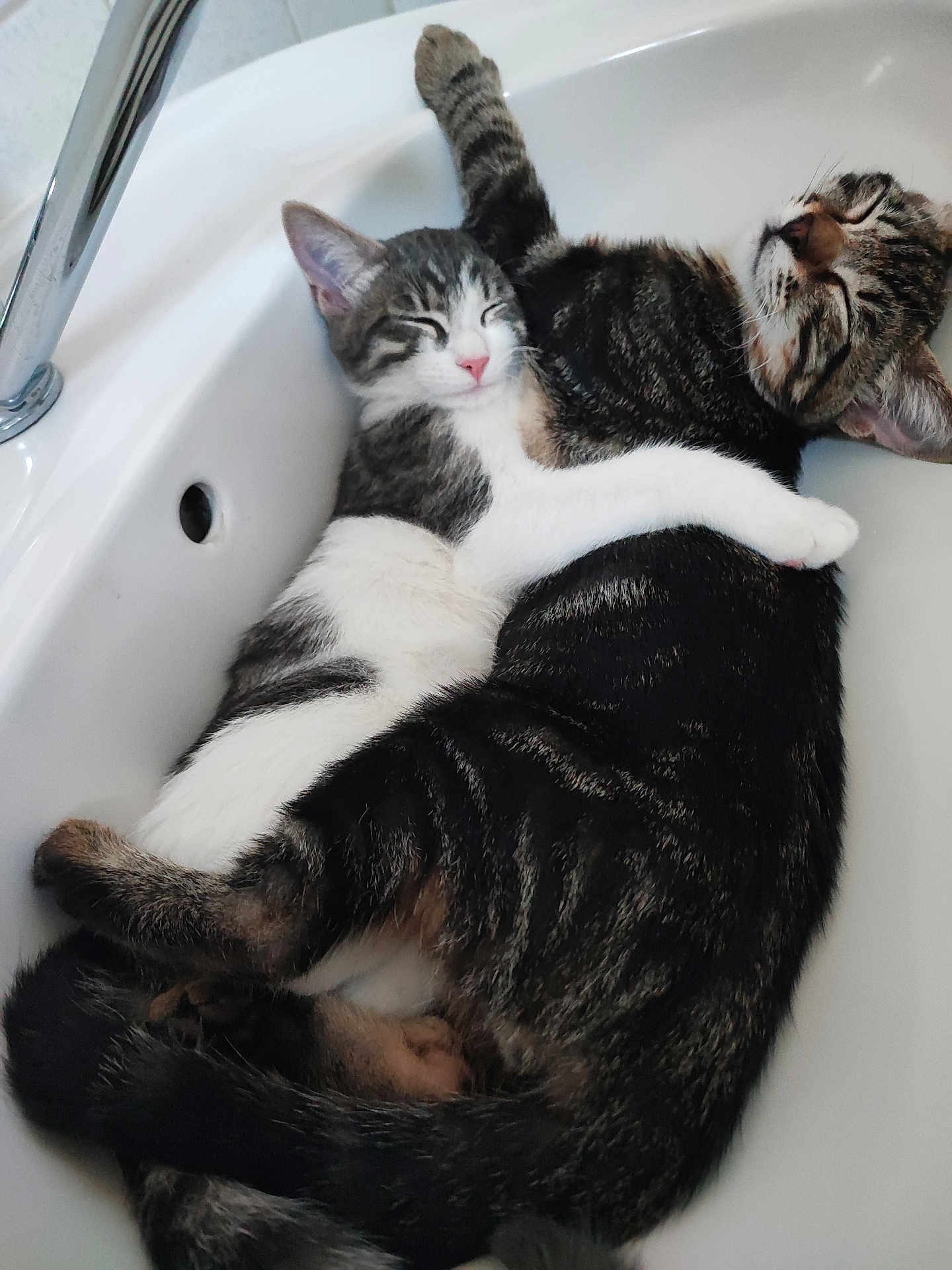Akemi Et Akito a rejoint le concours — aidez-le/la à gagner de superbes lots ! cat, cats, sink, snuggling, sleeping, tabby, white, gray, cute, pets, fur, cozy, animal, domestic, resting, indoor, closeup, adorable, friendship, relaxation