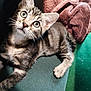 cat, kitten, tabby, animal, pet, feline, whiskers, green_surface, blanket, fur, ears, eyes, indoor, cute, young, resting, soft_texture, curious, closeup, paw