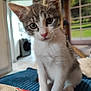 Akemi Et Akito a rejoint le concours — aidez-le/la à gagner de superbes lots ! kitten, cat, pet, indoor, curious, young, feline, whiskers, pink_nose, ears, sitting, closeup, domestic, animal, furry, cute, portrait, home, soft, background