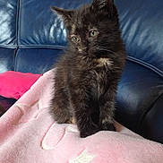 Noisette a rejoint le concours — aidez-le/la à gagner de superbes lots ! animal, blanket, blue_couch, cat, cozy, curious, cute, domestic, ears, feline, fur, indoor, kitten, pet, pink, sitting, small, soft, whiskers, young