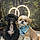 Snoopy Et Milou