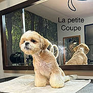 Snoopy Et Milou a rejoint le concours — aidez-le/la à gagner de superbes lots ! dog, groomed, mirror, reflection, towel, table, indoor, pet, fur, small_dog, cute, animal, salon, lighting, grooming, brown, white, face, furcut, decor