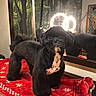 dog, black_dog, groomed, pet, mirror, reflection, red_blanket, white_pattern, indoor, window, tree, lighting, animal, fur, cute, standing, portrait, face, paw, home