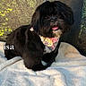 dog, black_dog, fluffy, bandana, pet, animal, cute, tongue_out, blanket, white_blanket, forest_background, indoor, portrait, small_dog, sitting, cozy, fur, adorable, companion, domestic_animal