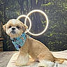 dog, pet, bandana, groomed, fur, animal, indoor, towel, lighting, glowing_rings, cute, adorable, portrait, canine, mammal, fluffy, sitting, decor, background, studio