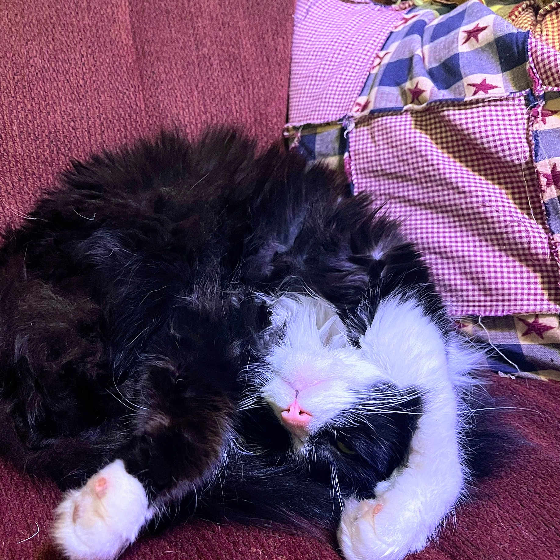 Bub is registered to the contest to win money with this photo: animal, black_and_white, cat, close_up, cozy, curled_up, fabric, fluffy, fur, indoor, maroon, patchwork, paw, pet, pink_nose, quilt, relaxed, resting, sleeping, whiskers