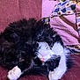 Lil is registered to the contest to win money with this photo: cat, black_and_white, fluffy, sleeping, curled_up, paw, pink_nose, whiskers, quilt, patchwork, fabric, maroon, cozy, indoor, resting, pet, fur, close_up, relaxed, animal