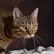 Ozzy participe au concours pour gagner de l'argent avec cette photo : alert, animal, cat, close_up, curious, domestic_cat, ears, eyes, feline, fur, indoor, looking, mammal, pet, portrait, soft, striped, tabby, texture, whiskers