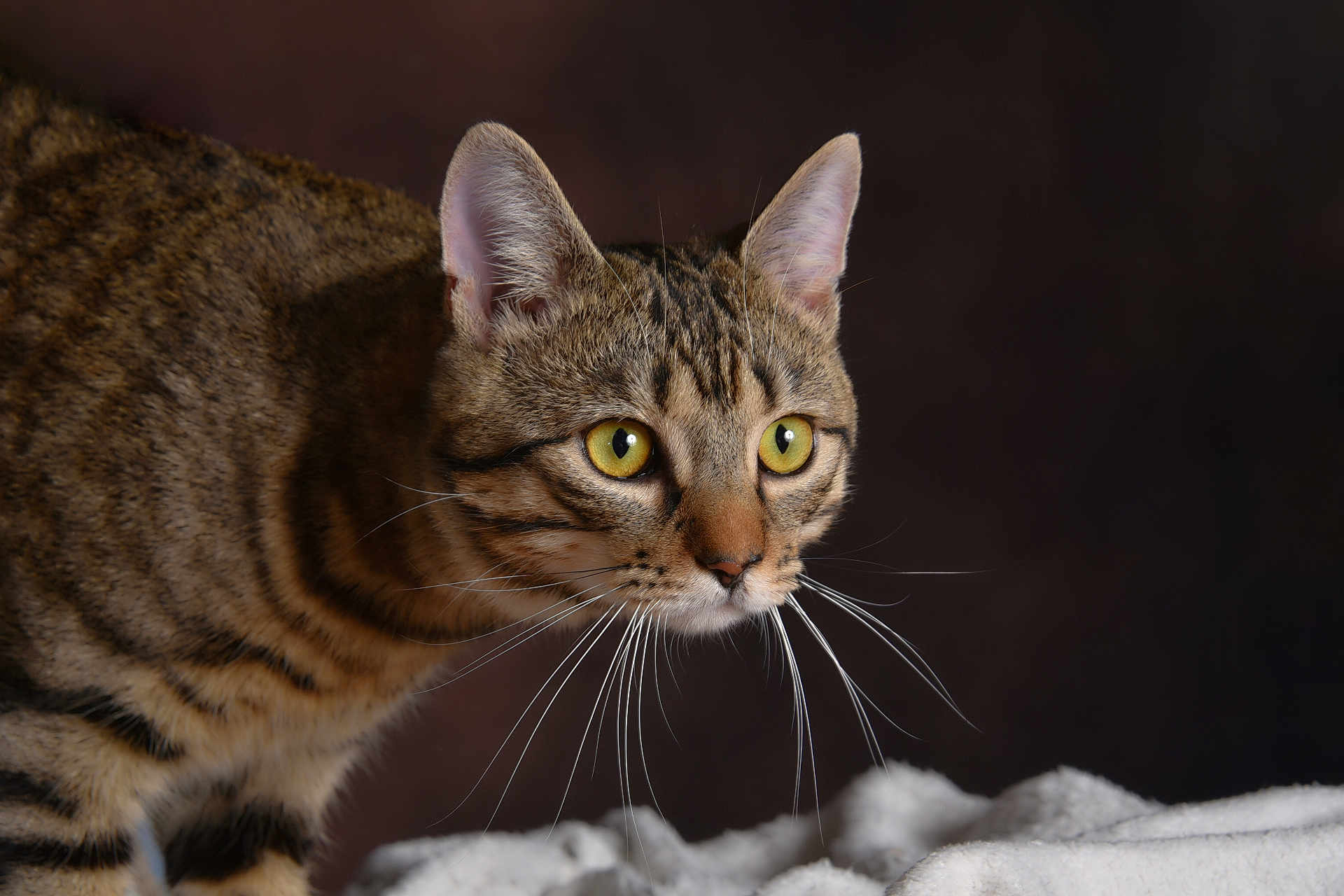 Ozzy participe au concours pour gagner de l'argent avec cette photo : alert, animal, cat, close_up, curious, domestic_cat, ears, eyes, feline, fur, indoor, looking, mammal, pet, portrait, soft, striped, tabby, texture, whiskers
