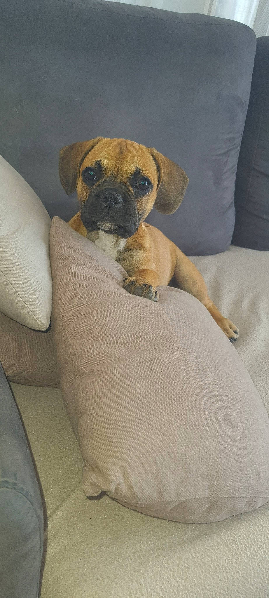 Tayma a rejoint le concours — aidez-le/la à gagner de superbes lots ! boxer, canidae, carnivore, comfort, companion_dog, dog, dog_breed, dog_supply, fawn, guard_dog, linens, molosser, puggle, snout, sporting_group, tail, whiskers, working_animal, working_dog, wrinkle