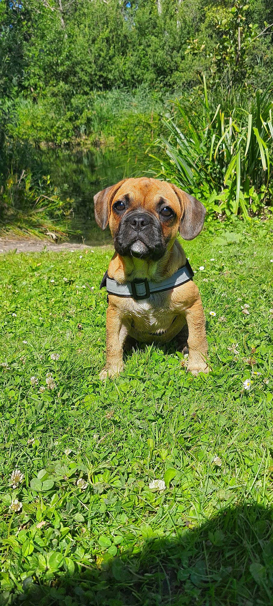 Tayma participe au concours pour gagner de l'argent avec cette photo : ancient_dog_breeds, carnivore, companion_dog, dog, dog_breed, fawn, grass, groundcover, guard_dog, liver, molosser, plant, puggle, snout, sporting_group, terrestrial_animal, tree, working_animal, working_dog, wrinkle