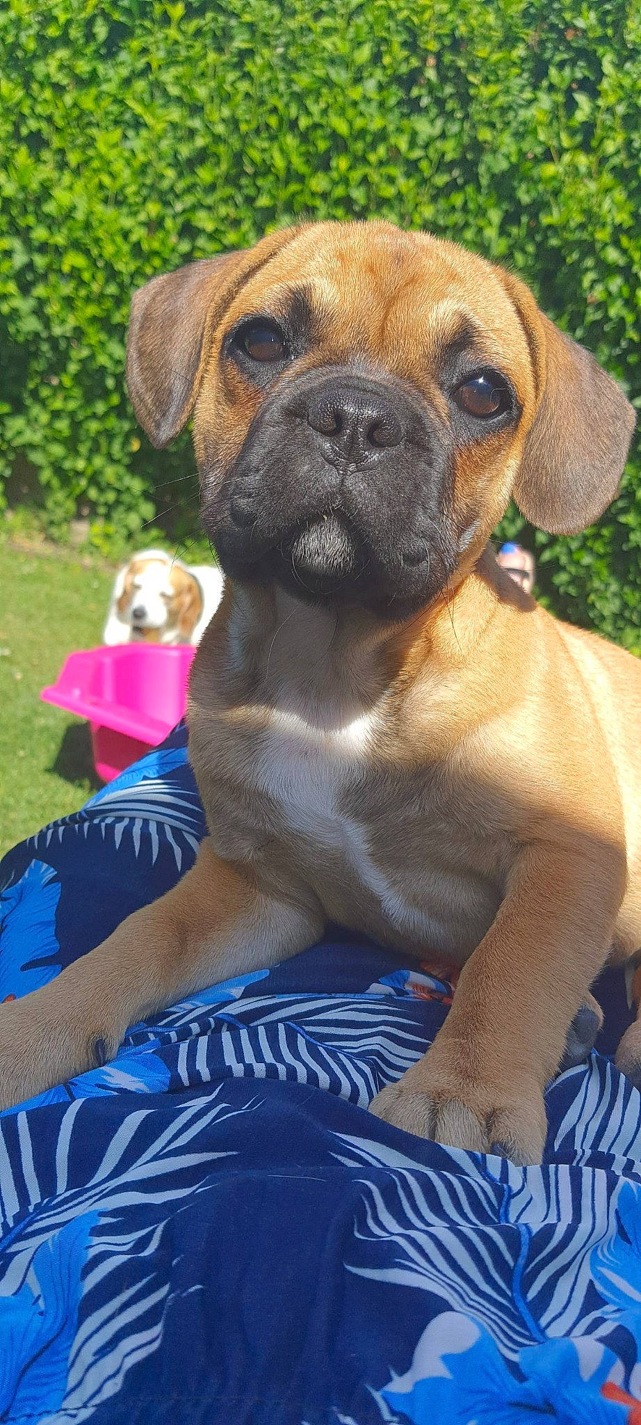 Tayma participe au concours pour gagner de l'argent avec cette photo : ancient_dog_breeds, blue, boxer, carnivore, collar, companion_dog, dog, dog_breed, electric_blue, fawn, grass, green, molosser, non_sporting_group, plant, snout, sporting_group, working_animal, working_dog, wrinkle