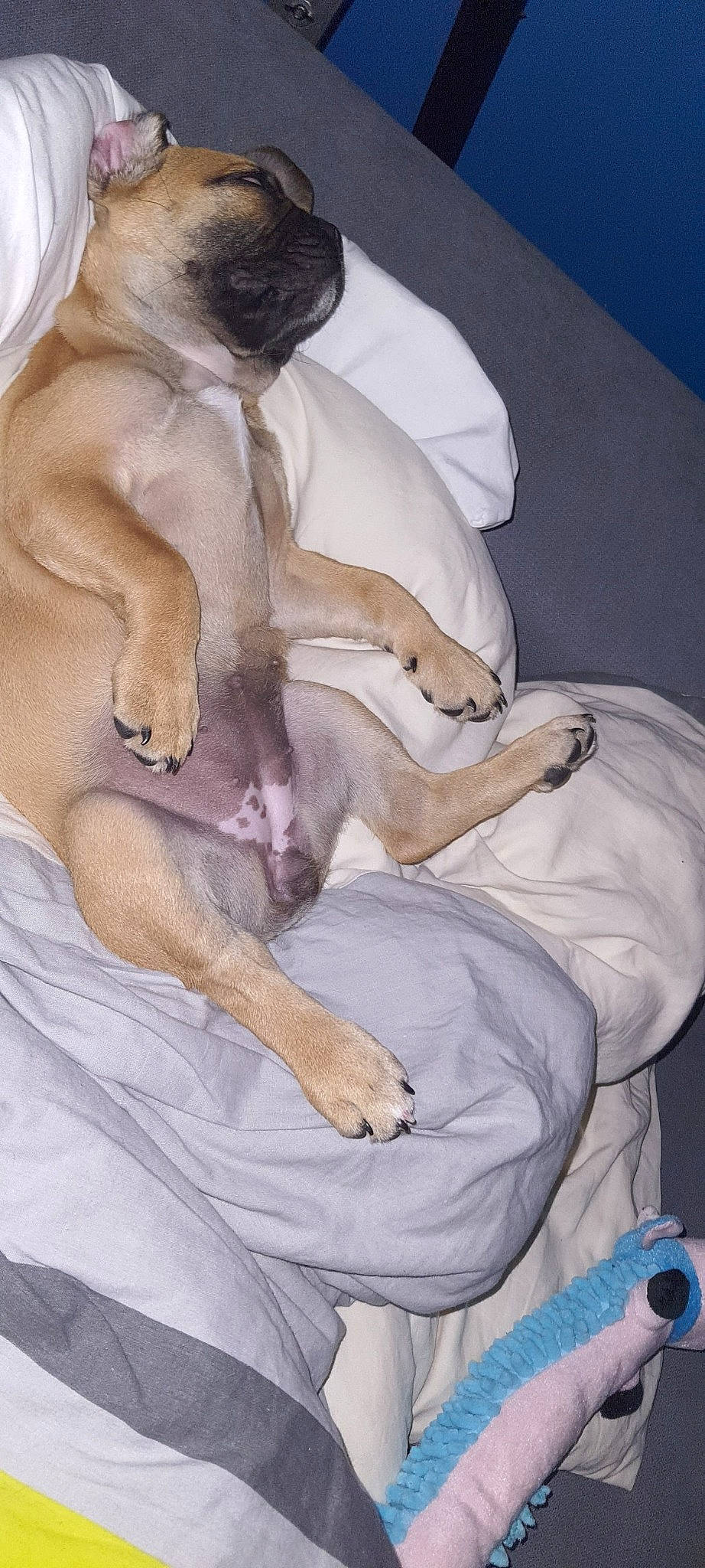 Tayma participe au concours pour gagner de l'argent avec cette photo : art, bed_sheet, carnivore, comfort, companion_dog, dog, dog_breed, fawn, felidae, fur, grey, linens, mammal, nap, paw, small_to_medium_sized_cats, sporting_group, tail, vertebrate, working_animal