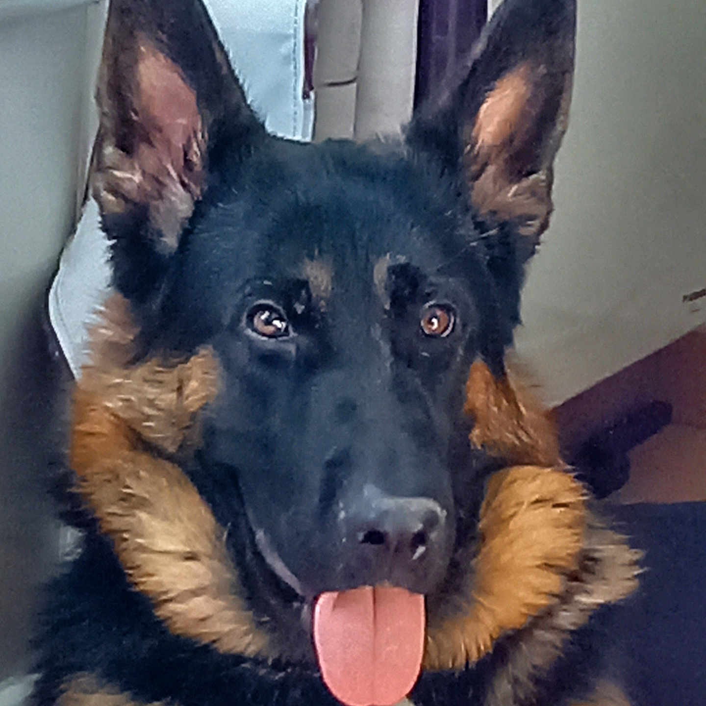 Prisco