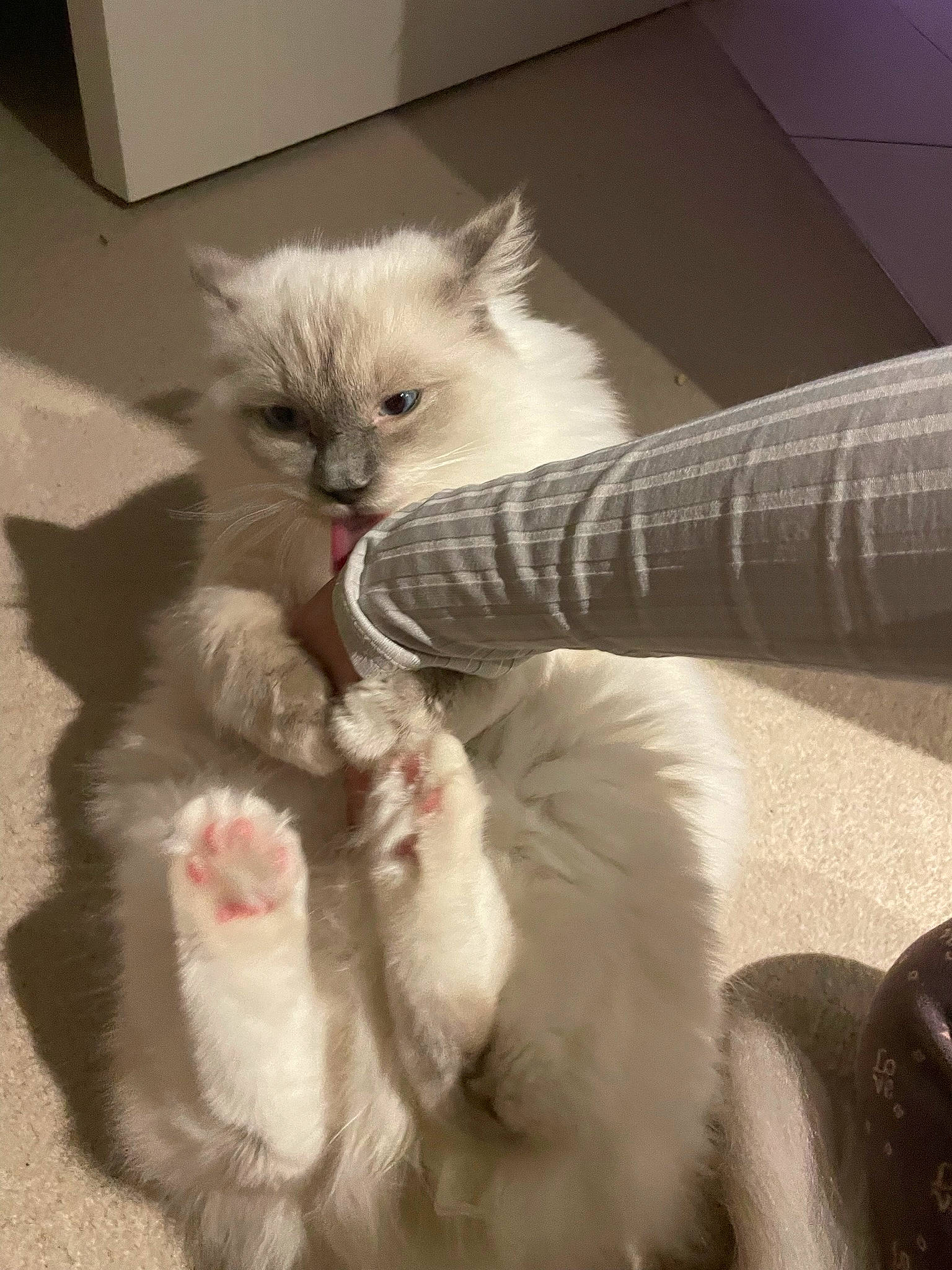 Bunny is registered to the contest to win money with this photo: british_longhair, carnivore, cat, claw, comfort, fawn, felidae, fur, paw, ragdoll, small_to_medium_sized_cats, snout, tail, terrestrial_animal, whiskers