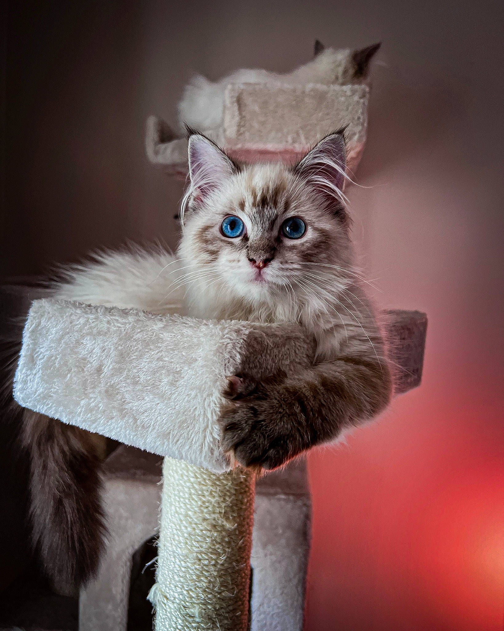 Mitsu joined the competition — help win amazing prizes! birman, carnivore, cat, claw, event, fawn, felidae, fur, paw, small_to_medium_sized_cats, snout, tail, whiskers, window