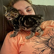 Stormy Mae is registered to the contest to win money with this photo: kitten, cat, person, couch, shirt, sunflower, pet, indoor, cute, fur, animal, young, playful, resting, closeup, face, expression, comfort, domestic, friendship
