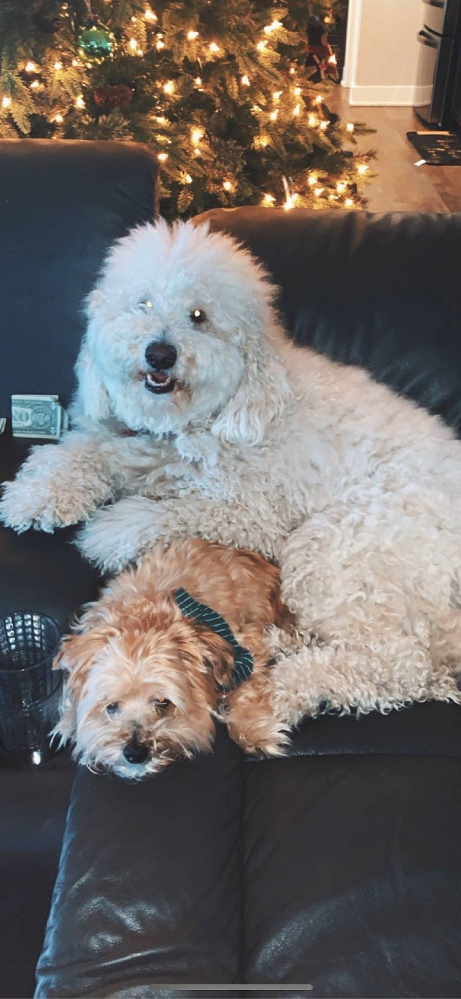 Henry joined the competition — help win amazing prizes! bichon_frise, bolognese, canidae, carnivore, cavapoo, cockapoo, companion_dog, dog, dog_breed, goldendoodle, havanese, maltepoo, mammal, miniature_poodle, poodle, poodle_crossbreed, puppy, terrier, toy_poodle, vertebrate