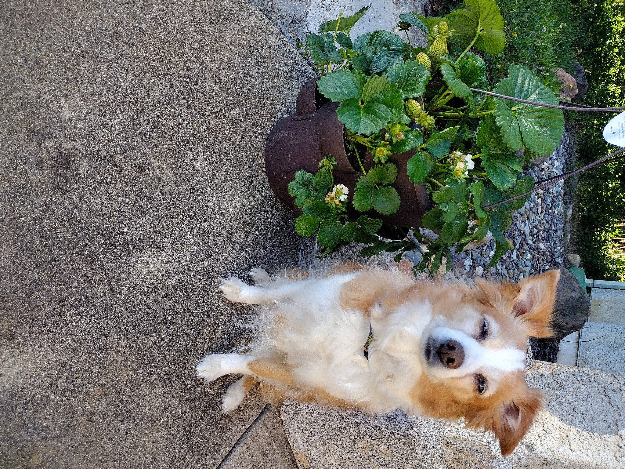 Sunflower is registered to the contest to win money with this photo: asphalt, canidae, carnivore, companion_dog, dog, dog_breed, fawn, fur, german_spitz, grass, plant, pomeranian, road_surface, sidewalk, snout, spitz, sporting_group, tail, toy_dog, working_animal