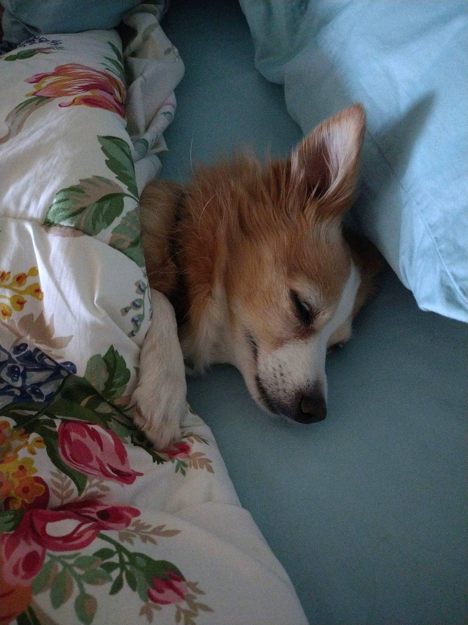 Sunflower is registered to the contest to win money with this photo: bed, bedding, canidae, carnivore, comfort, companion_dog, dog, dog_breed, duvet, fawn, fur, furniture, linens, nap, pillow, room, snout, sporting_group, toy_dog, whiskers