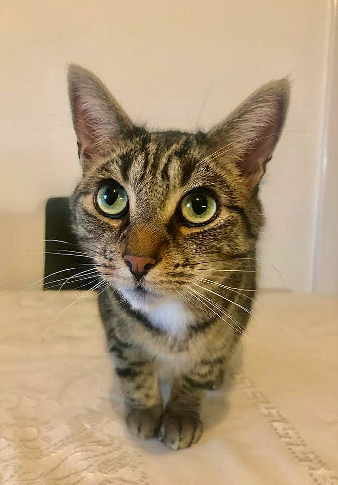 Donny is registered to the contest to win money with this photo: carnivore, cat, domestic_short_haired_cat, felidae, fur, small_to_medium_sized_cats, snout, terrestrial_animal, whiskers, wildlife