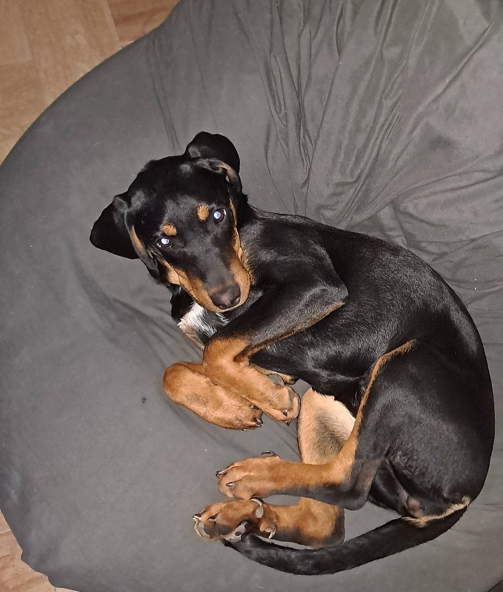 Siska participe au concours pour gagner de l'argent avec cette photo : canidae, carnivore, comfort, companion_dog, dobermann, dog, dog_breed, fawn, guard_dog, hound, montenegrin_mountain_hound, paw, pinscher, snout, sporting_group, tail, terrestrial_animal, toy_dog, working_animal, working_dog