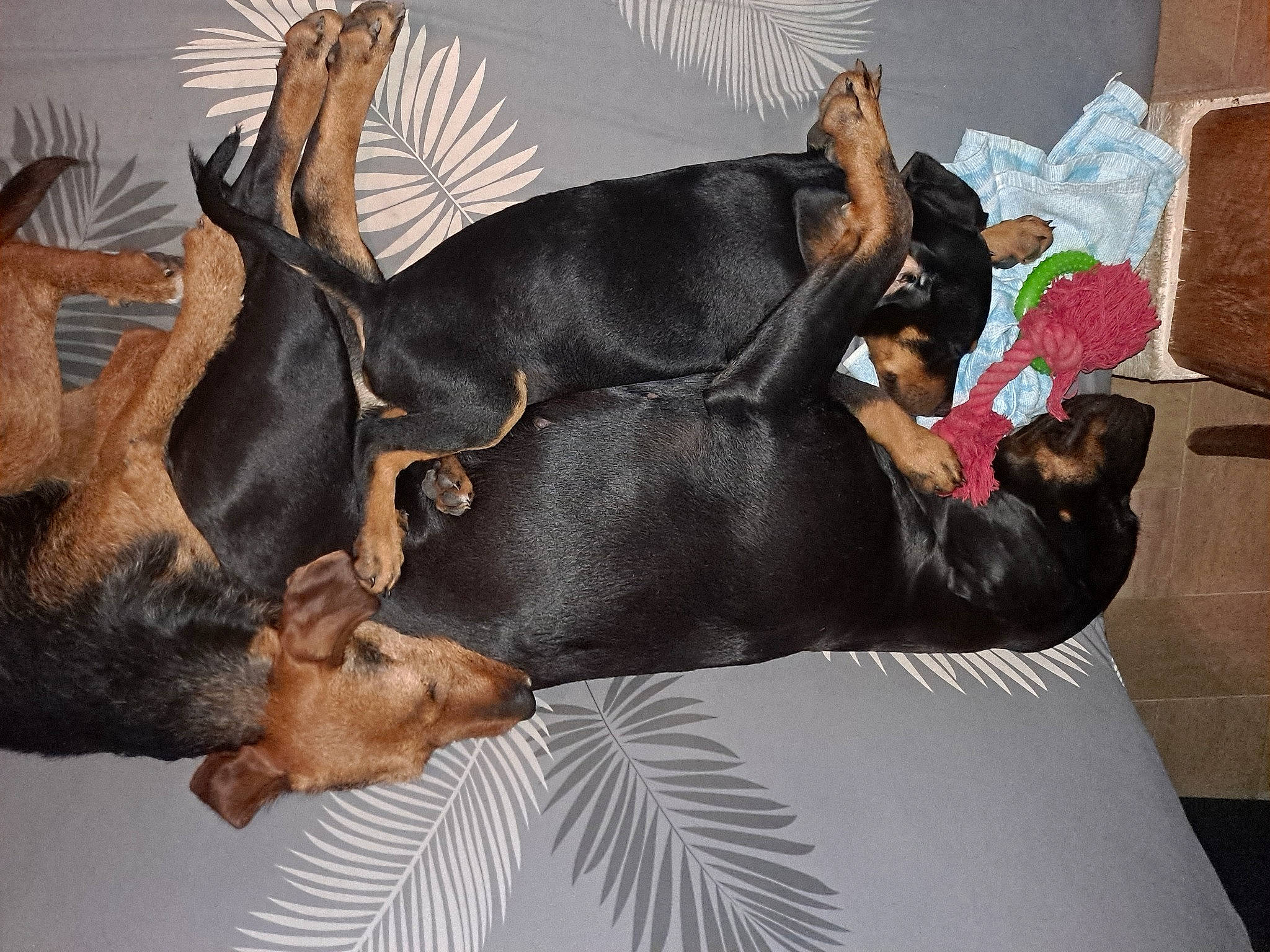 Priska a rejoint le concours — aidez-le/la à gagner de superbes lots ! art, canidae, carnivore, comfort, companion_dog, couch, dog, dog_breed, ear, fawn, fur, guard_dog, nap, paw, plant, snout, sporting_group, studio_couch, tail, working_animal