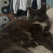 Zero is registered to the contest to win money with this photo: cat, fluffy, gray, white, resting, couch, indoor, furniture, yin_yang, wall_hanging, clothing, relaxed, pet, whiskers, fur, portrait, home, cozy, animal, laying_down