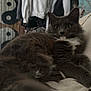 cat, fluffy, gray, white, resting, couch, indoor, furniture, yin_yang, wall_hanging, clothing, relaxed, pet, whiskers, fur, portrait, home, cozy, animal, laying_down