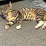 animal, carpet, cat, cozy, cute, ears, feline, fur, indoor, kitten, paws, pet, pink_pads, relaxed, resting, sleeping, striped, tabby, whiskers, young