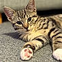 Mally is registered to the contest to win money with this photo: animal, carpet, cat, close_up, curious, cute, ears, fur, indoor, kitten, lying_down, mammal, paw, pet, relaxed, soft, striped, tabby, whiskers, young_cat