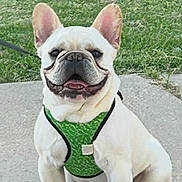 Winston joined the competition — help win amazing prizes! animal, canine, concrete, cute, daylight, dog, domestic_animal, ears, french_bulldog, friendly, grass, green_harness, happy, leash, nature, outdoor, pet, portrait, sitting, smiling