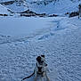 puppy, dog, snow, mountains, leash, outdoor, winter, sky, blue_eyes, white, black, cold, nature, scenic, snowy_ground, pet, animal, cute, harness, landscape