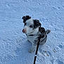 Arès participe au concours pour gagner de l'argent avec cette photo : dog, snow, leash, pet, canine, outdoor, winter, animal, blue_eyes, pink_nose, fur, sitting, cute, adorable, collar, black_and_white, playful, young_dog, ears, curious