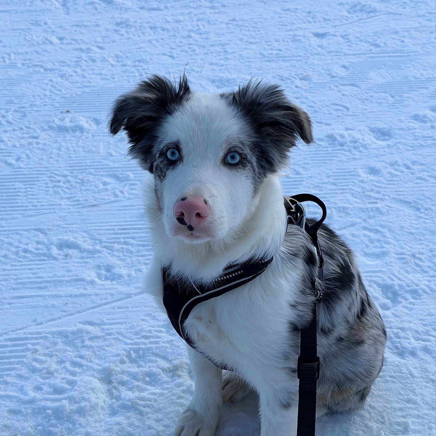 Arès a rejoint le concours — aidez-le/la à gagner de superbes lots ! adorable, animal, black_and_white, blue_eyes, canine, cold, cute, dog, fur, harness, leash, outdoor, pet, pink_nose, portrait, puppy, sitting, snow, winter, young