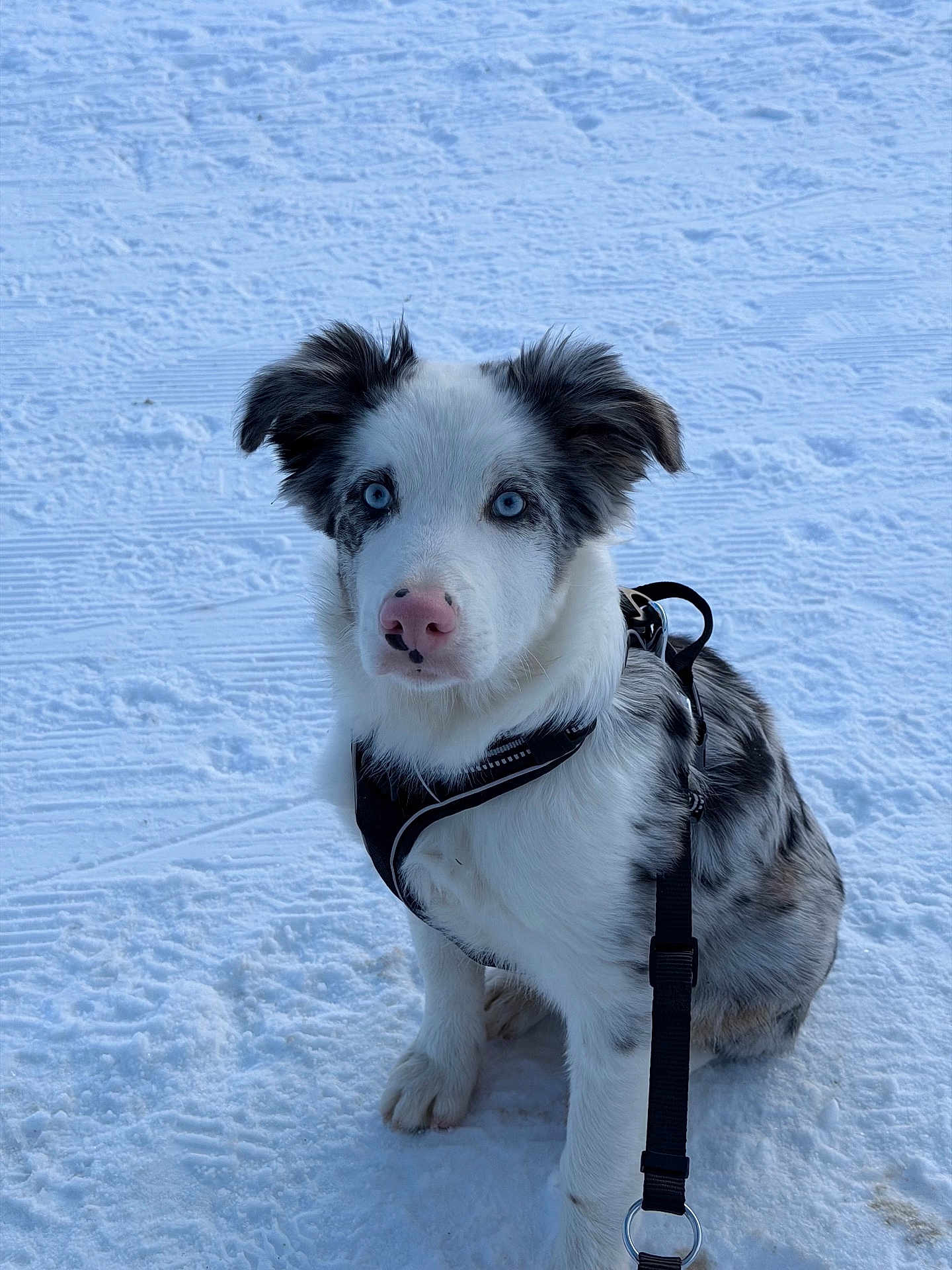 Arès a rejoint le concours — aidez-le/la à gagner de superbes lots ! puppy, dog, snow, harness, leash, blue_eyes, pink_nose, outdoor, winter, pet, animal, sitting, fur, cute, canine, black_and_white, young, adorable, portrait, cold