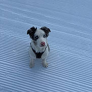 Arès a rejoint le concours — aidez-le/la à gagner de superbes lots ! puppy, dog, snow, blue_eyes, pink_nose, winter, outdoor, pet, animal, fur, small_dog, harness, cute, adorable, sitting, white_snow, cold, playful, companion, nature