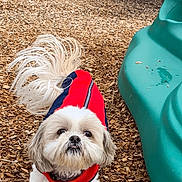 Chance joined the competition — help win amazing prizes! dog, small_dog, puppy, red_jacket, wood_chips, playground, slide, outdoor, pet, fur, white_fur, curious, tail, park, animal, cute, walking, daytime, play, nature